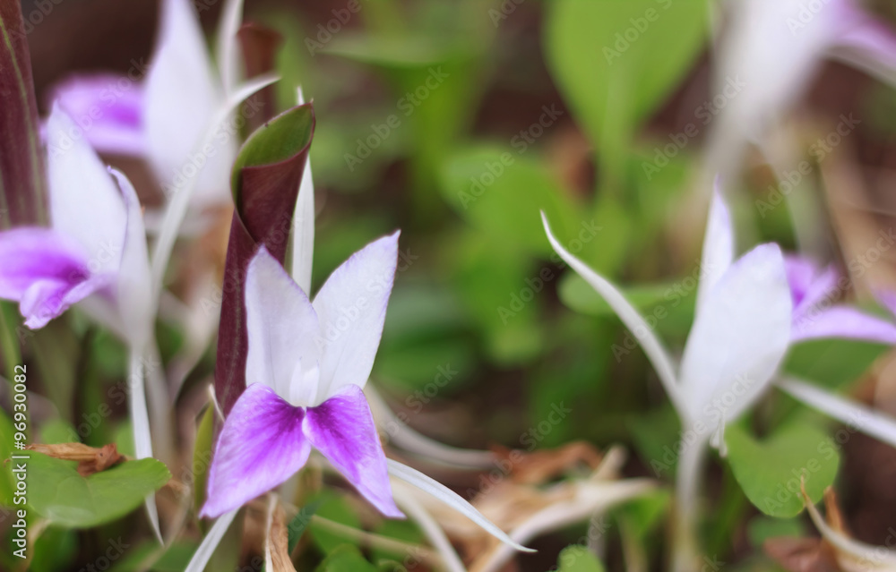 Purple orchid