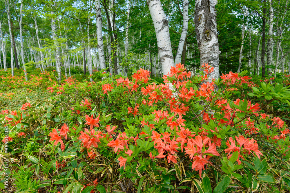 Japanese Azalea and Birch forest at Yachiho highlands in Sakuho town, Nagano, Japan
