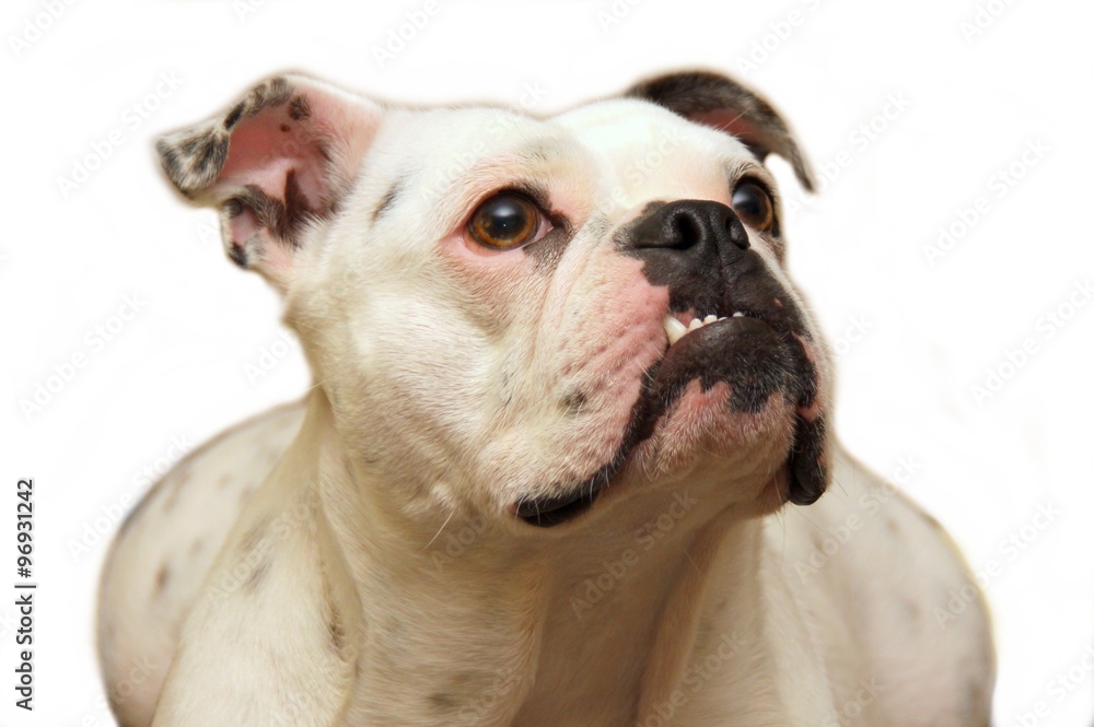 Obraz premium English bulldog