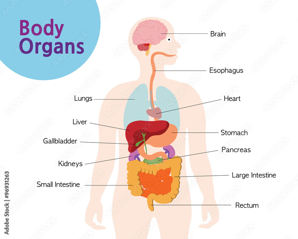 A picture of the organs in your body Stock Vector