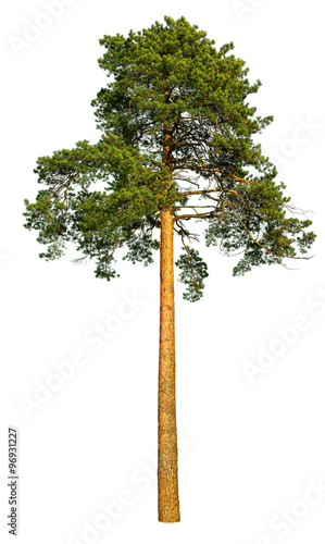 Tall pine tree.