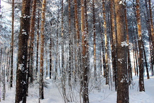 Frozen trees in cold day in the snowy winter forest