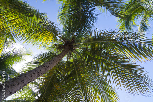 Underneath coconut palm © Shakzu