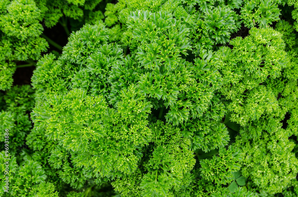 parsley .