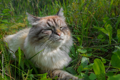 Sulfur cat blissfully basking in the sun in a green grass. photo