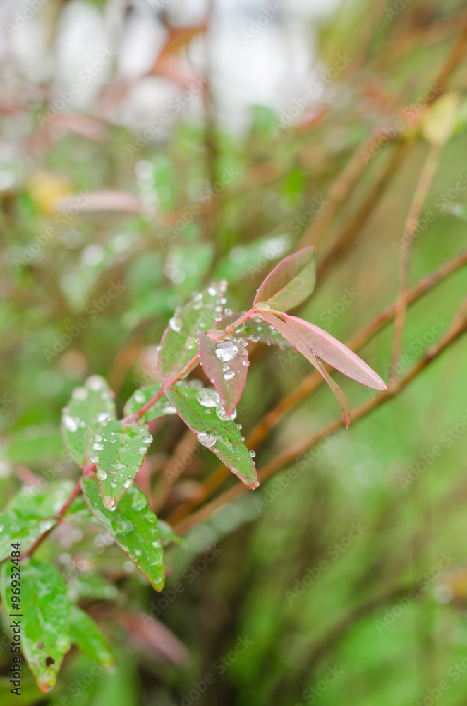 raindrops on fresh green leaves after rain fall raindrops on fresh green leaves after rain fall