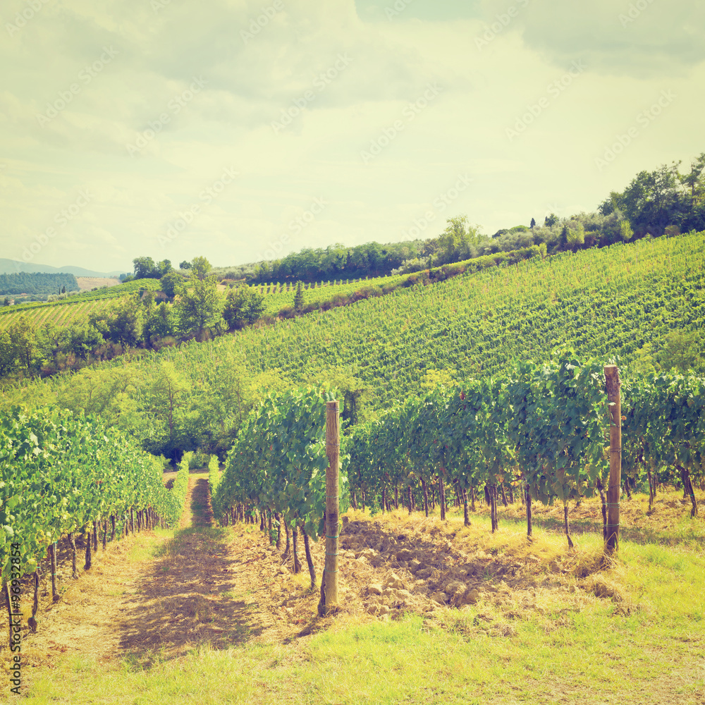 Fototapeta premium Vineyards