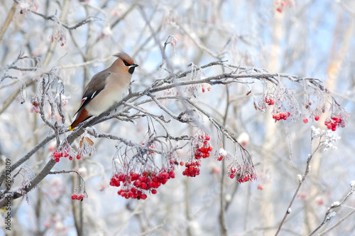 Waxwing bird sitting on a branch of rowan in frost