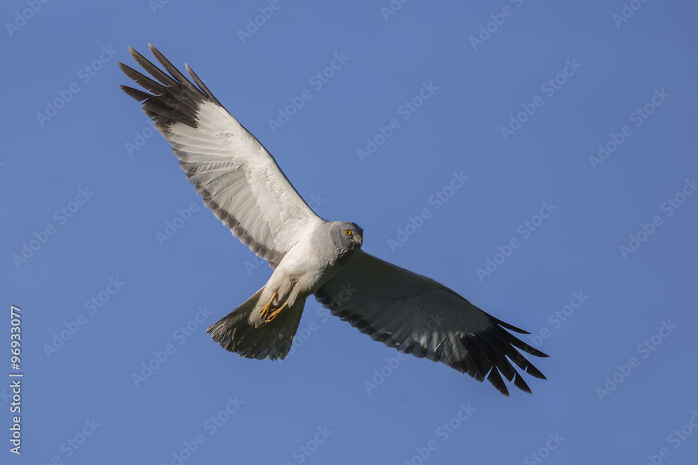 Obraz premium Northern Harrier