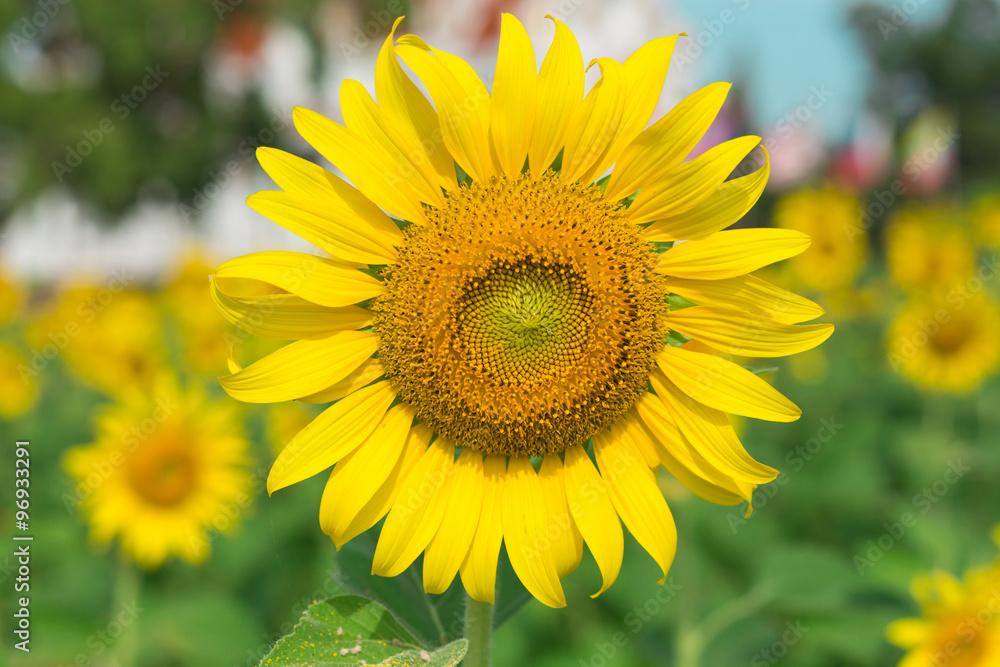 sunflower in morning