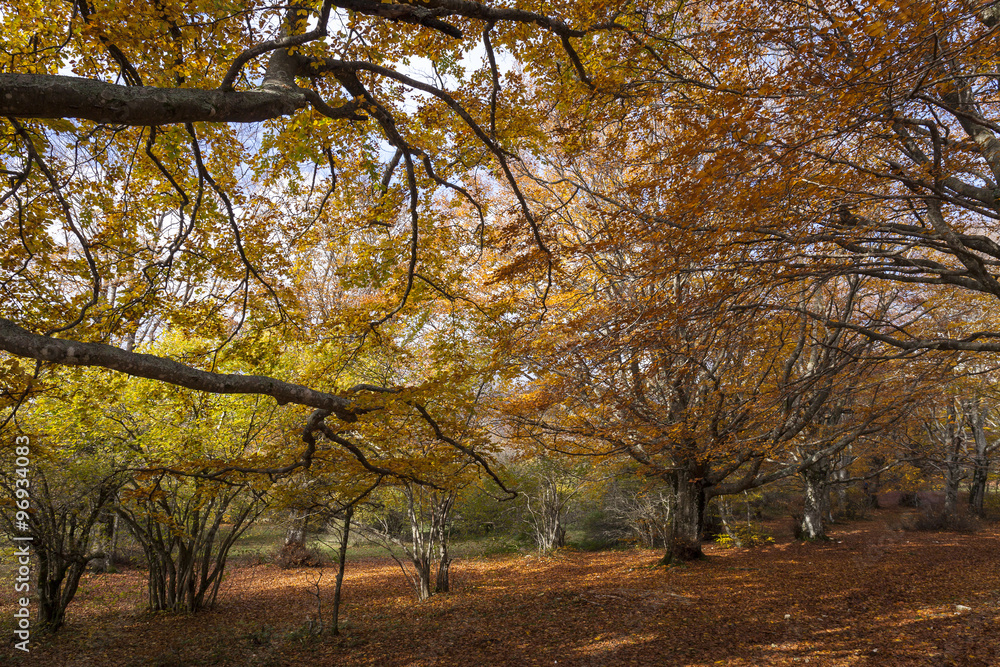 Foresta di faggi in autunno