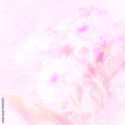 Beautiful flower with soft focus on pink background