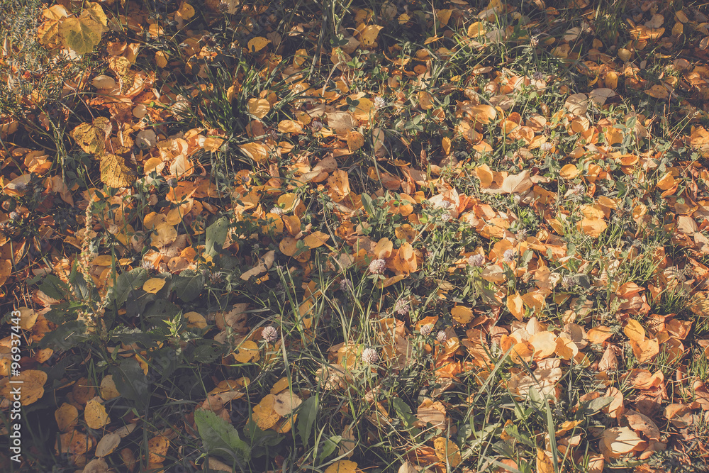 Autumn Leaves on the Grass Retro Autumn Leaves on the Grass Retro