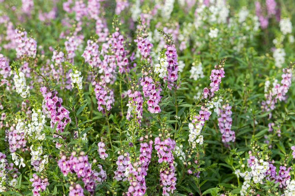 Fototapeta premium Purple flower fields