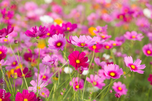 Pink cosmos flower fields