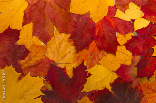 vintage autumn leaves with patina background