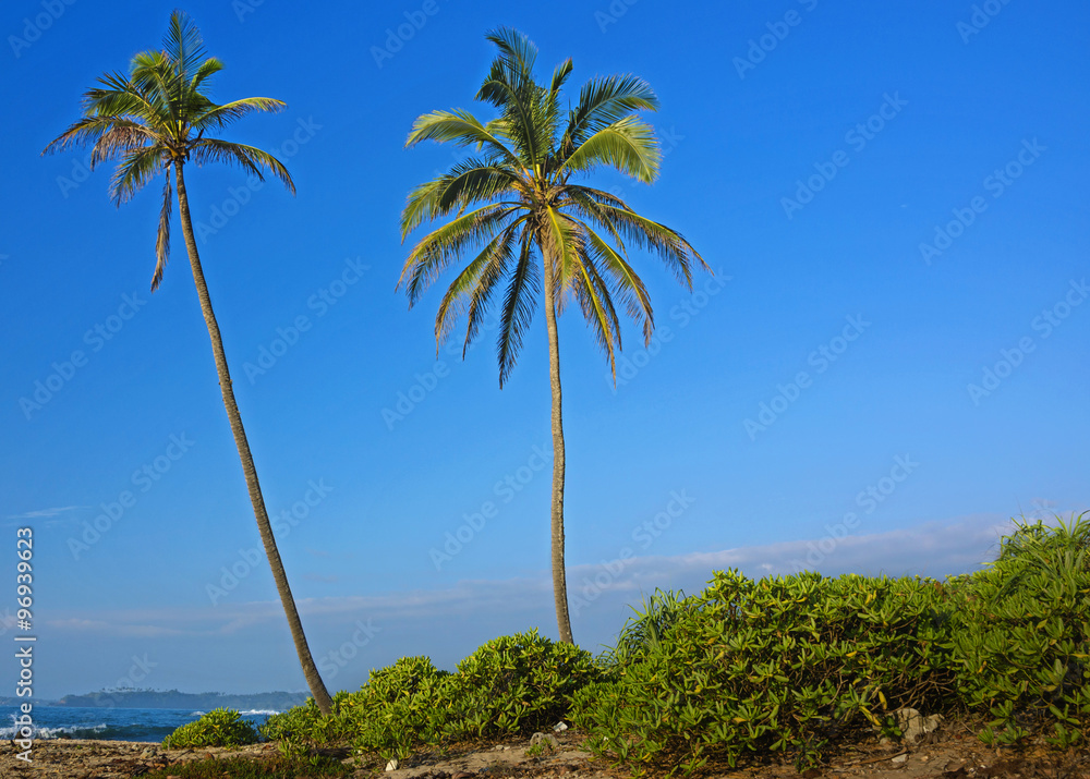Tropical sand beach with palm trees