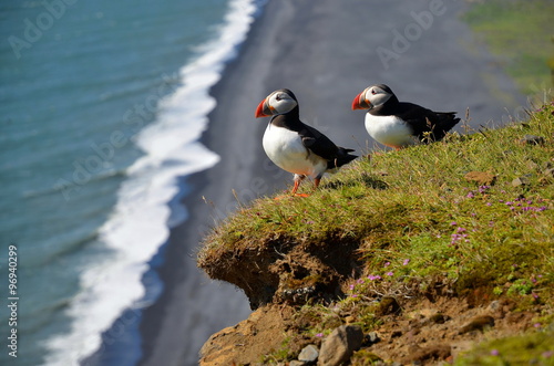 Papageientaucher, Schopflund an der Küste von Island