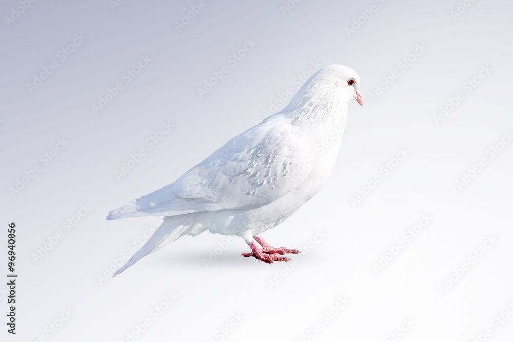 Obraz premium White dove isolated on a white background