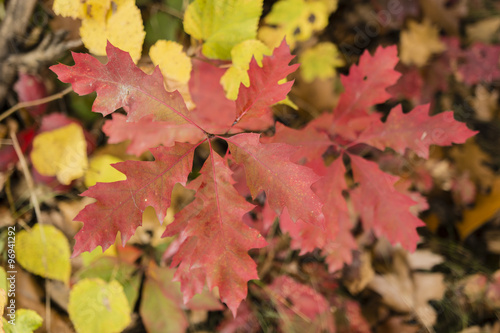 red colored leaves of oak