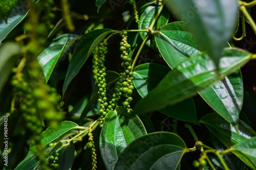 фотографія plantation of red and black pepper, Phu Quoc