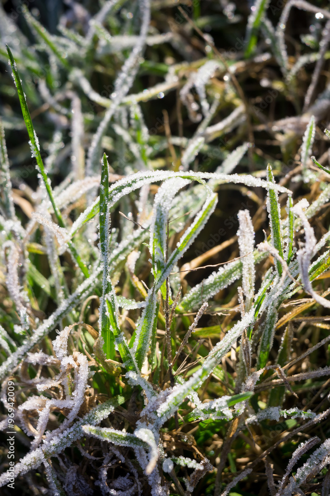 Green Grass in Hoarfrost