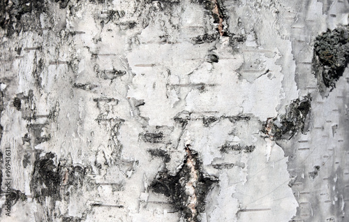 White birch bark, close up natural texture background