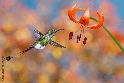 Hummingbird hovering next to tiger lily photo