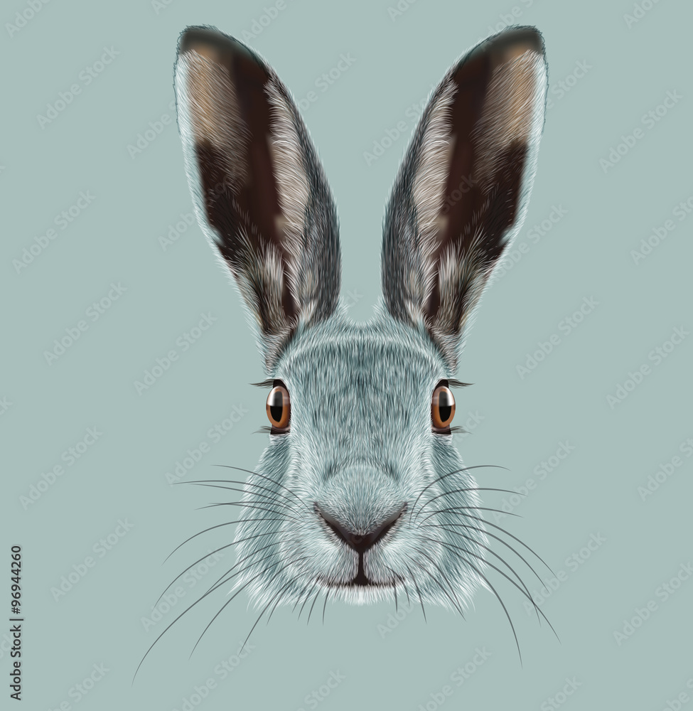 Fototapeta premium Illustrated Portrait of Hare. 