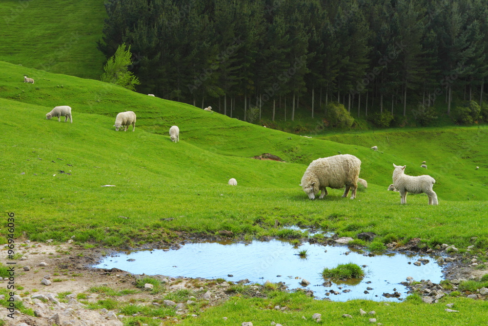 Fototapeta premium Grazing sheep