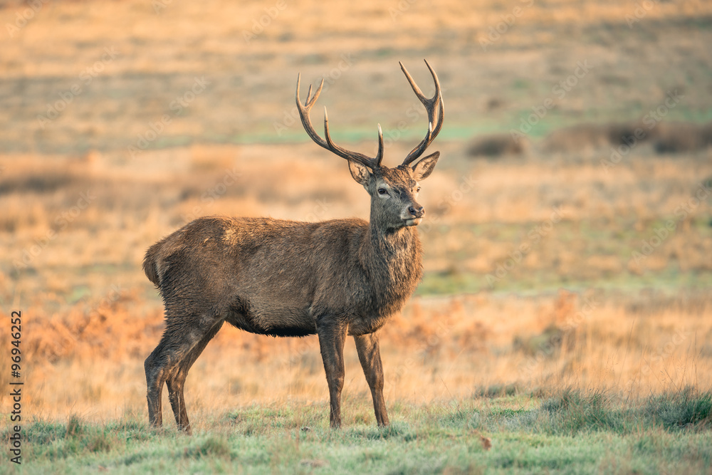 Red deer Red deer