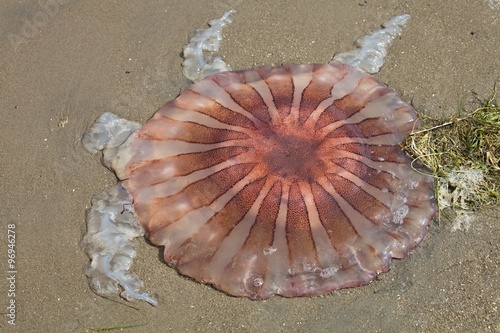 Dead jellyfish on the beach  Paracas  Peru