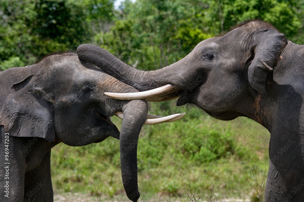 Fototapeta premium Two Asian elephants playing with each other. Indonesia. Sumatra. Way Kambas National Park. An excellent illustration.