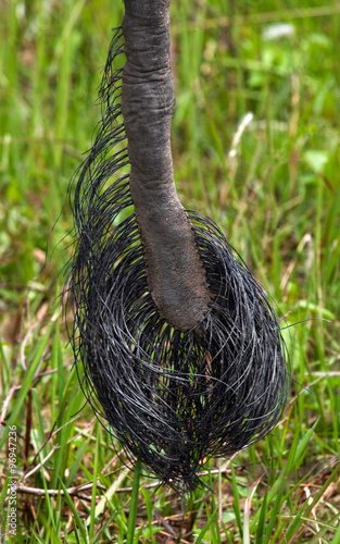 The tip of the tail of the Asian elephant. Very close. Indonesia. Sumatra. An excellent illustration.