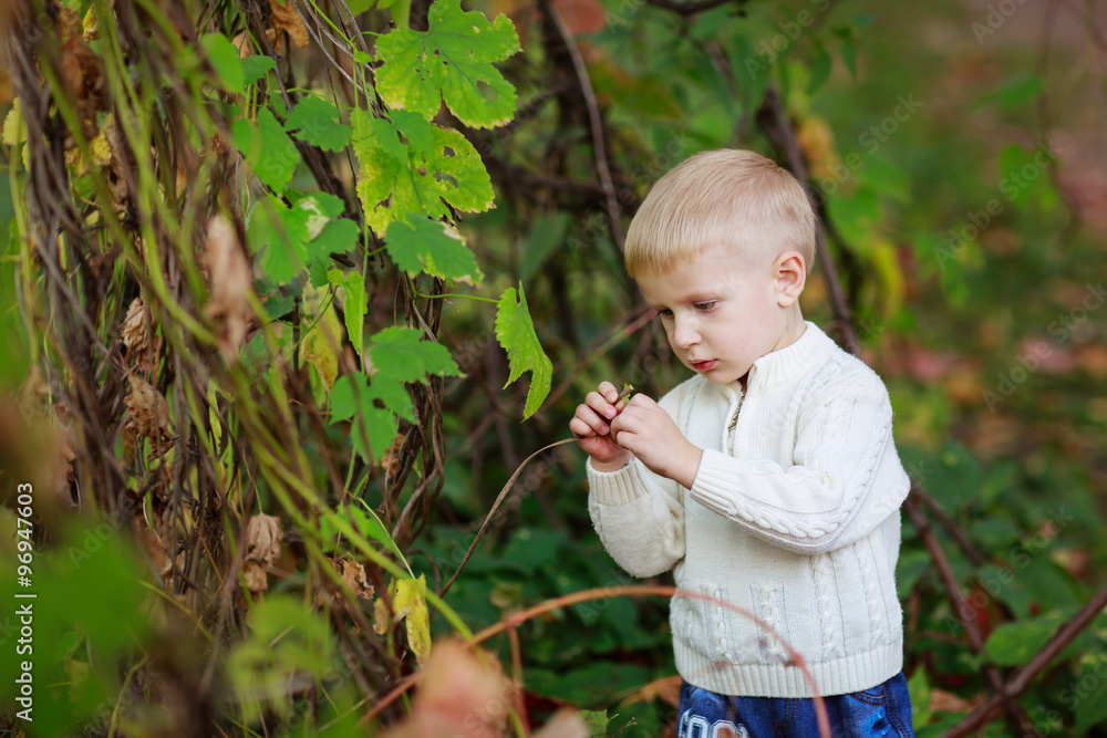 Children boy in a bright sweater studies, examines plant in the Children boy in a bright sweater studies, examines plant in the