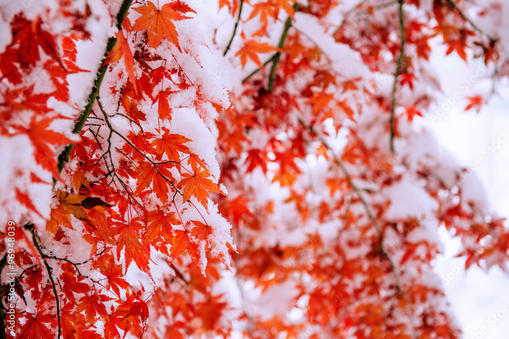 Red fall maple tree covered in snow,South Korea. Red fall maple tree covered in snow,South Korea.