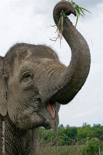 Portrait of an Asian elephant. Indonesia. Sumatra. Way Kambas National Park. An excellent illustration. photo