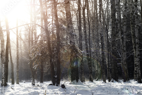 forest in winter sun