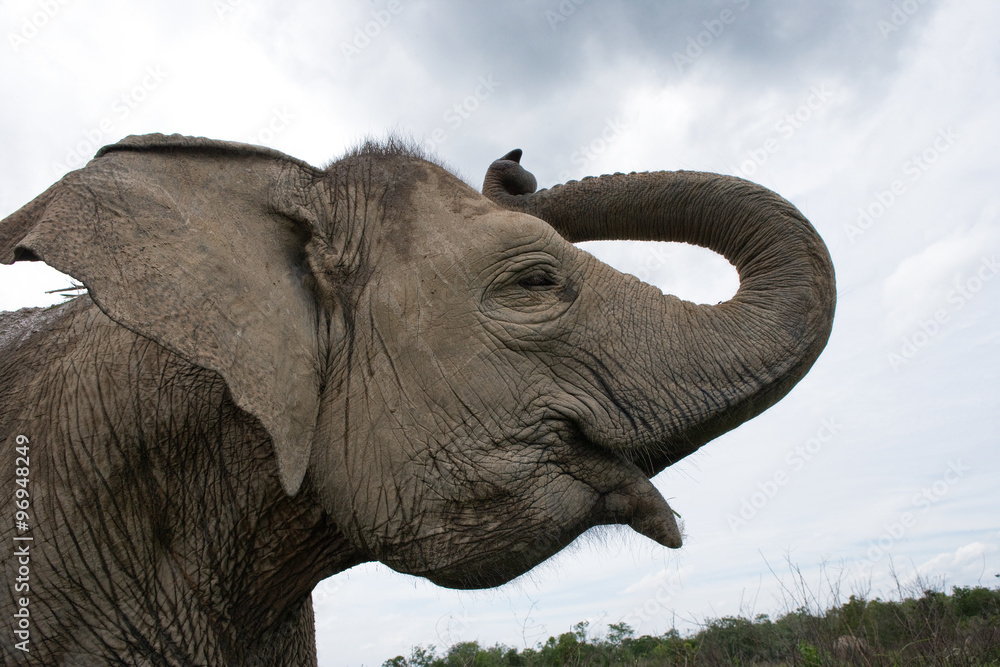Obraz premium Portrait of an Asian elephant. Indonesia. Sumatra. Way Kambas National Park. An excellent illustration.
