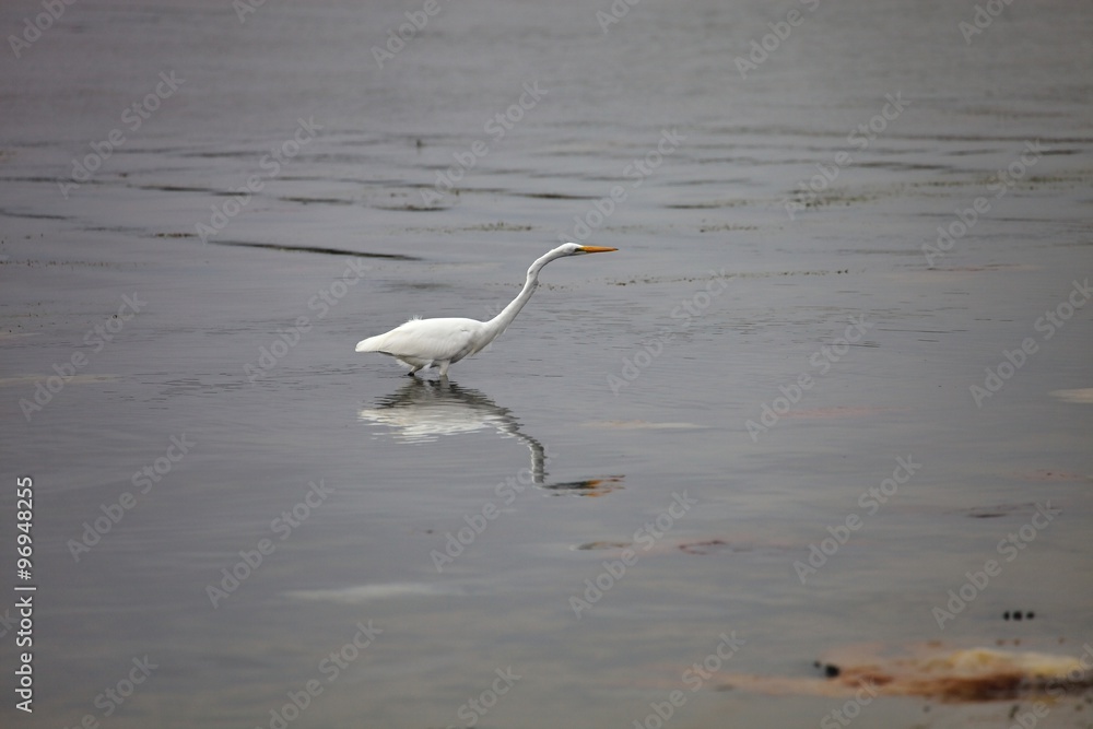 Snowy Egret, Egretta thula, on fishing,Paracas, Peru Snowy Egret, Egretta thula, on fishing,Paracas, Peru