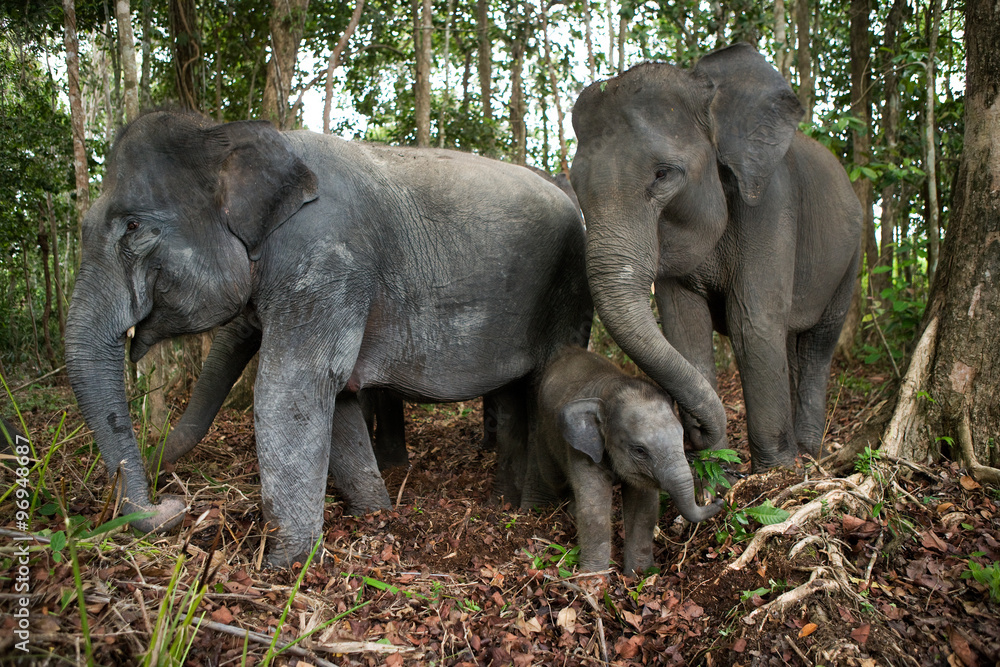 Three Asian elephants in the jungle. Indonesia. Sumatra. Way Kambas National Park. An excellent illustration.