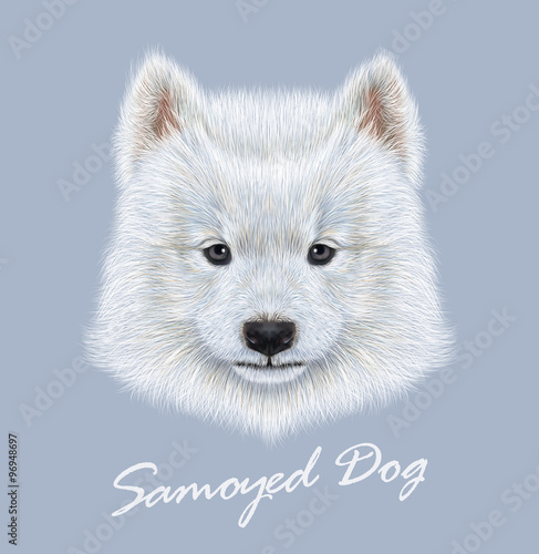 Samoyed dog animal cute face. Vector cute white eskimo spitz Samoyed puppy head portrait. Realistic fur portrait of purebred young happy siberian sammy doggy isolated on blue background.