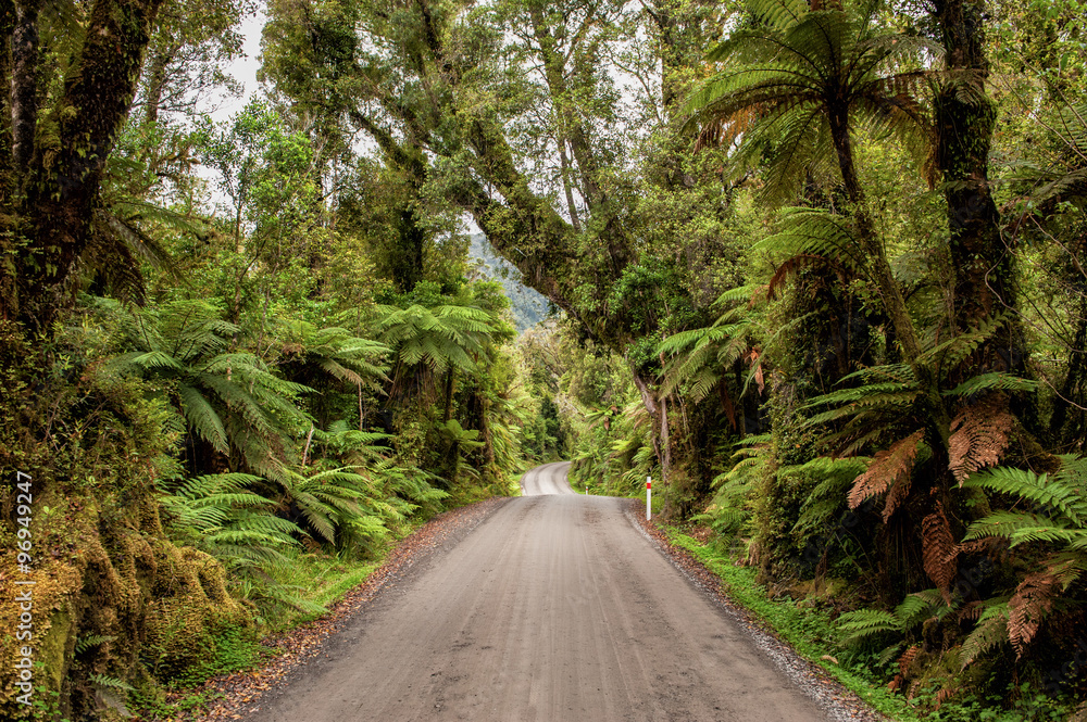 Obraz premium Rainforest on the west coast of South Island, New Zealand