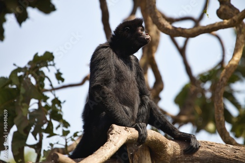 Peruvian spider monkey, Ateles chamek, sitting in a tree © vladislav333222