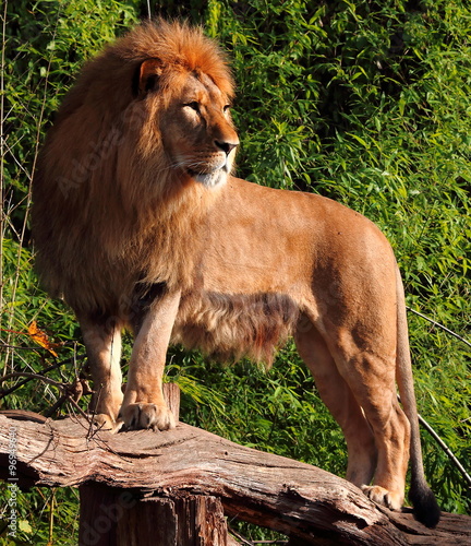 Löwe auf Baumstamm blickt in die Ferne