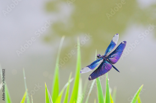 Rhyothemis fuliginosa
「チョウトンボ」