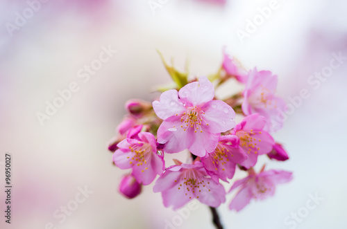 japanese cherry blossoms SAKURA © yoko_ken_chan
