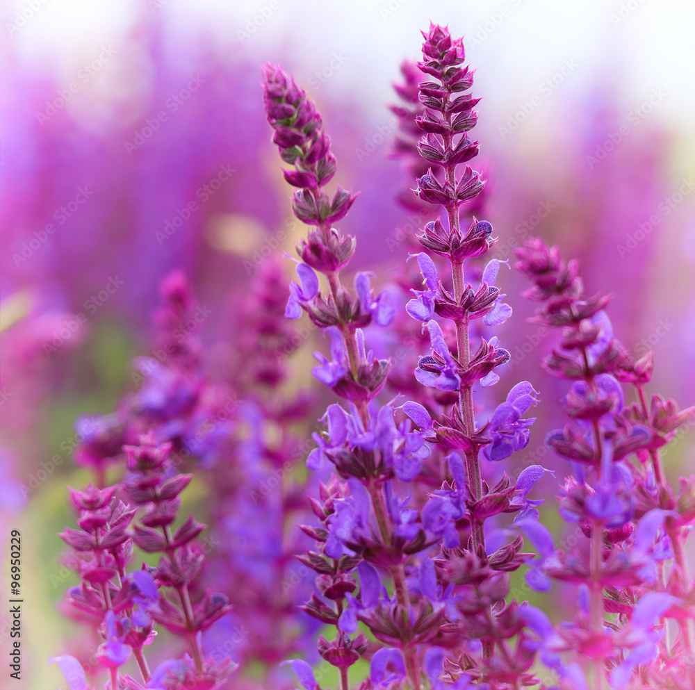 Lavender Lavender
