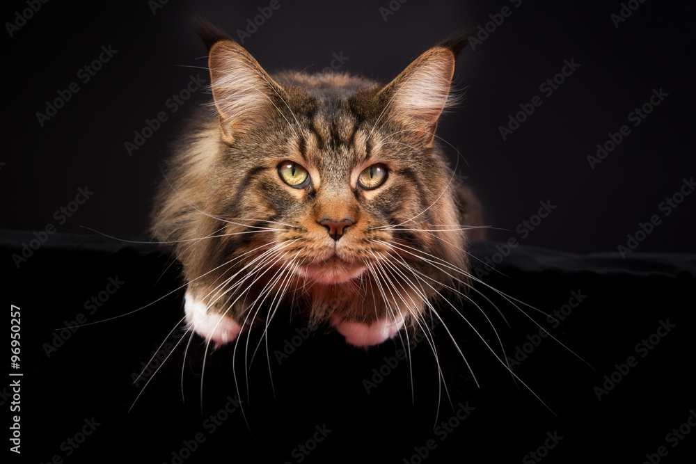 Obraz premium Maine Coon cat