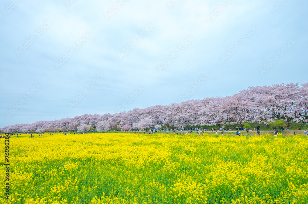 Japanese cherry blossoms SAKURA,Saitama(prefectures),tourism of japan
「埼玉県・権現堂堤桜」